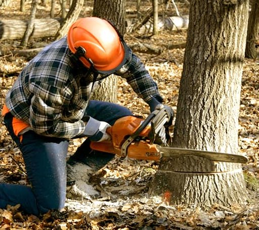 Tree Removal in Merry Hill, NC